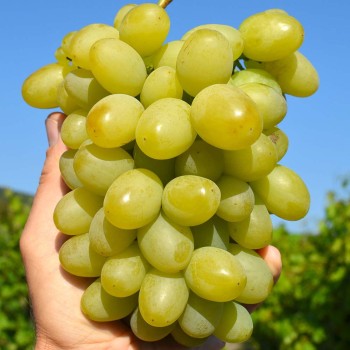 MARUSJA rezistentné stolové hrozno