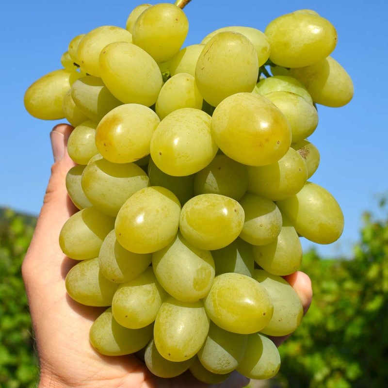 MARUSJA kontajnerovaný vinič