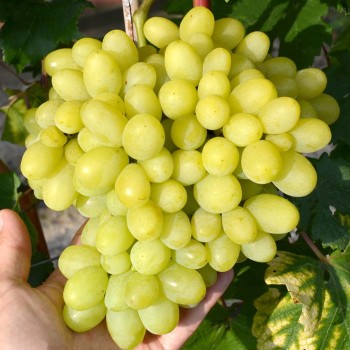 MILANA rezistentný stolový vinič