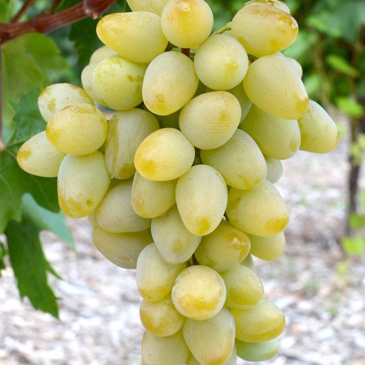 MONARCH rezistentný stolový vinič