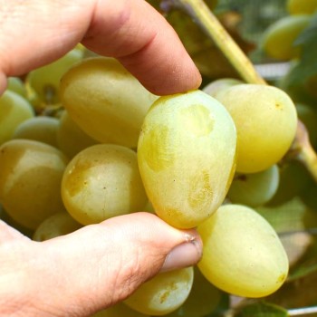 MONARCH rezistentný stolový vinič