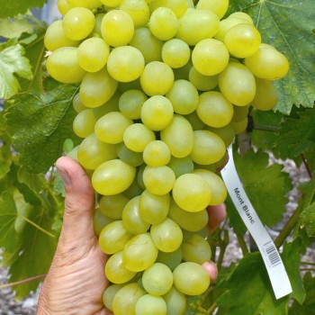 MONBLAN rezistentný stolový vinič