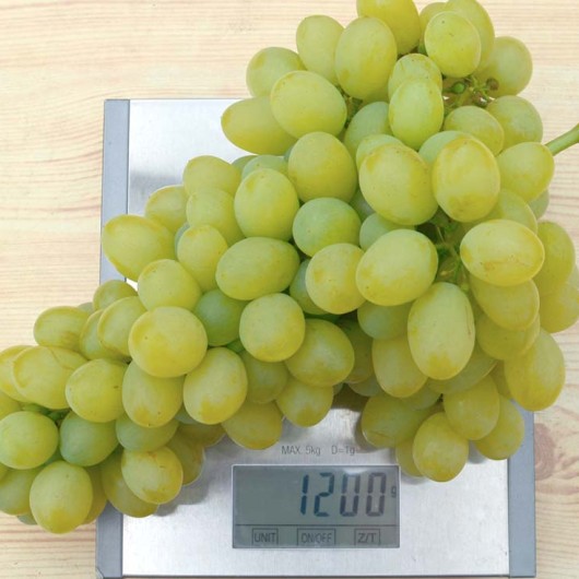 MONBLAN rezistentný stolový vinič