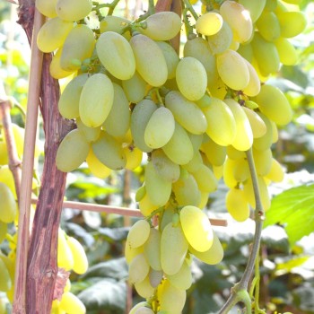 MUSKAT LETNIJ stolový vinič