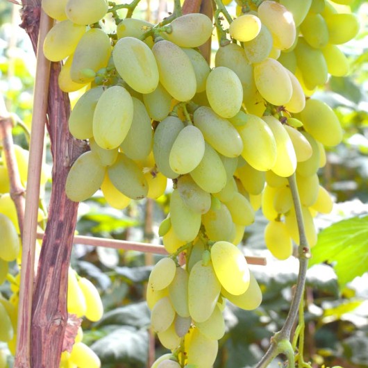 MUSKAT LETNI Tafeltraube