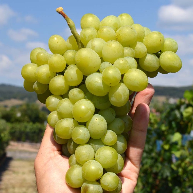 NADEŽNYJ kontajnerovaný vinič