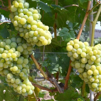 NEPTUN rezistentný stolový vinič