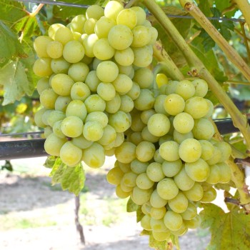 NOVOYE STOLETIE Table Grape Vine