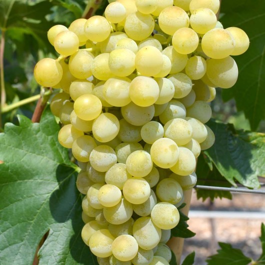 NOWY PODAROK SAPOROSCHJU Tafeltraube