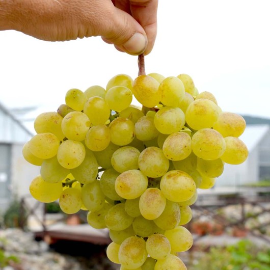 Pannonia Kincse stolový vinič