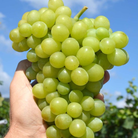 Perlette stolový vinič