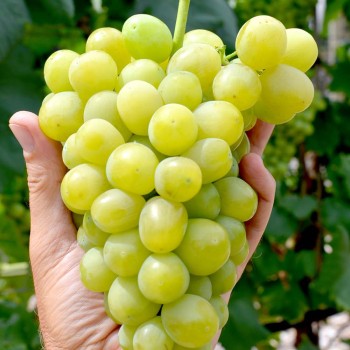 PERVOZVANNYJ rezistentný stolový vinič