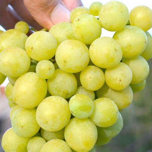 PLEVEN MUSKAT stolový vinič