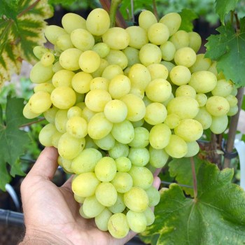 PODAROK ZÁPOROŽIU rezistentný stolový vinič