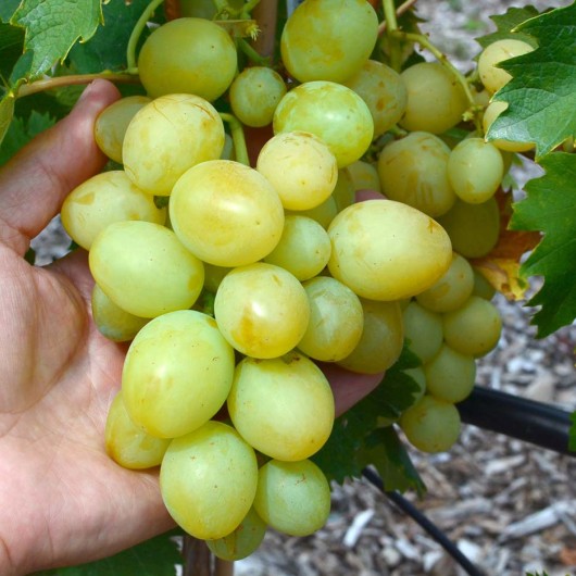 SENATOR BURDAKA Table Grape Vine