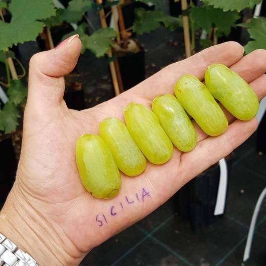 SICILIA rezistentný stolový vinič