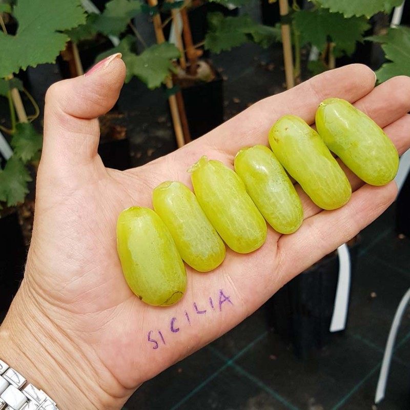 SICILIA prostokorenný štepený vinič