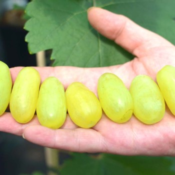 SICILIA rezistentný stolový vinič