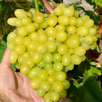 SINDIKAT Tafeltraube