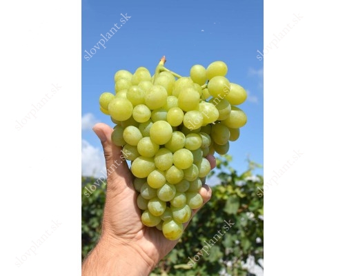 Sprint Table Grape Vine