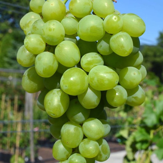 SUPER EXTRA rezistentný stolový vinič