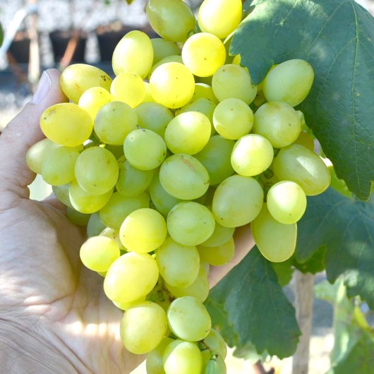 SVITLINA Tafeltraube