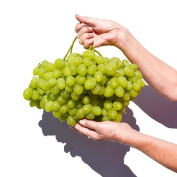 Talem rezistentný stolový vinič