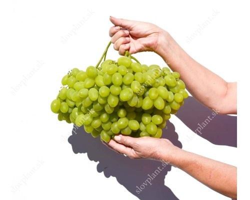 Talem Table Grape Vine