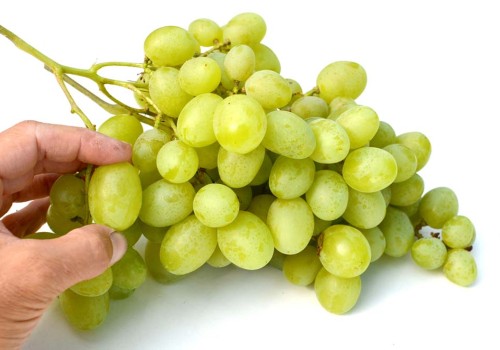 Klonová selekcia Talizmanu