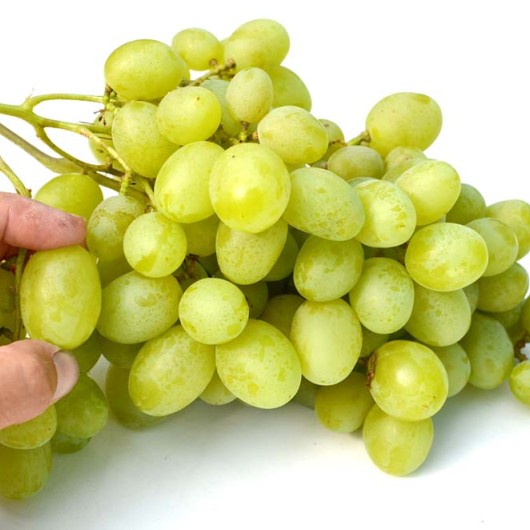 Talizman Rannij rezistentný stolový vinič