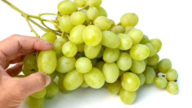 Klonová selekcia Talizmanu