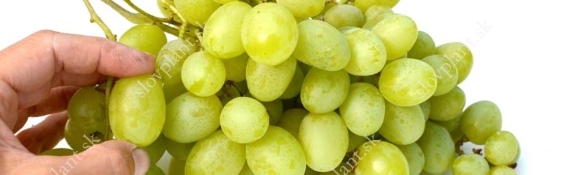 Clonal selection Talisman grapevine variety
