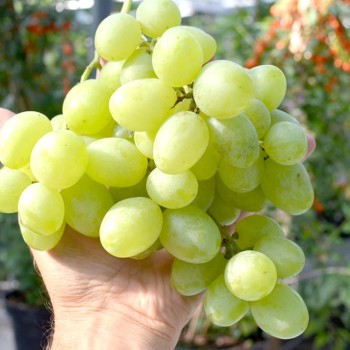 TALISMAN STIMUL Tafeltraube