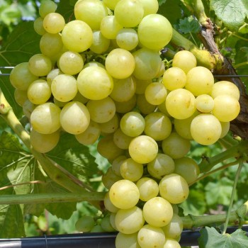 TALISMAN Tafeltraube