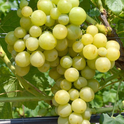 TALISMAN Tafeltraube