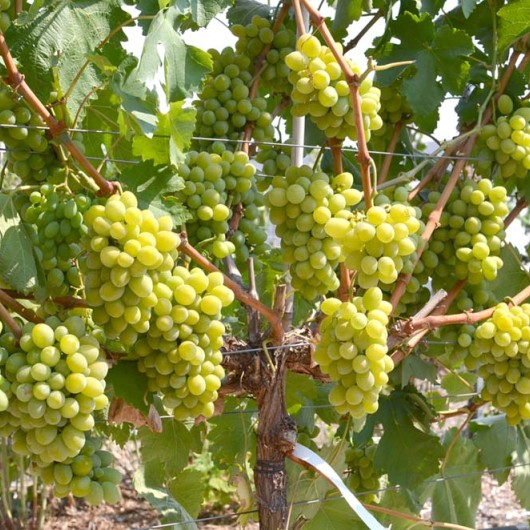 TIMUR Table Grape Vine