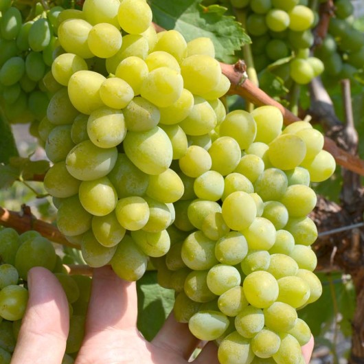 TIMUR Table Grape Vine