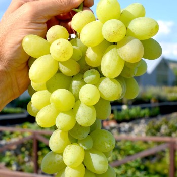 UĽJANA rezistentný stolový vinič