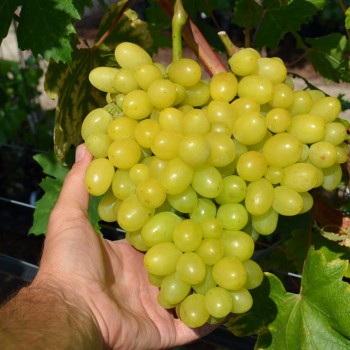 Ustojčivyj Nr.13 rezistentný stolový vinič