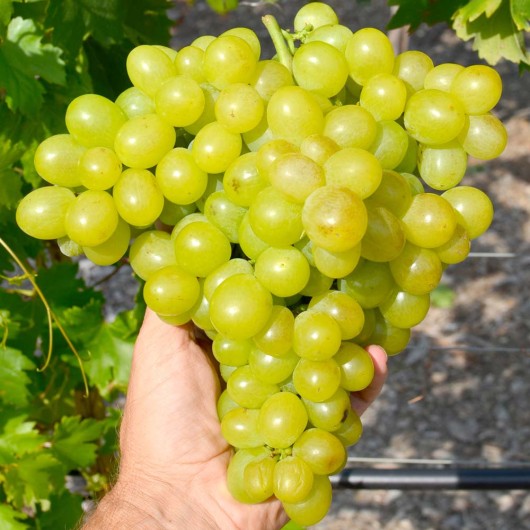 Vanyusha Table Grape Vine