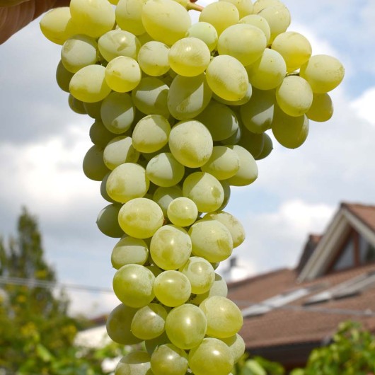 VOSTORG IDEALNY Table Grape Vine