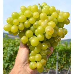 Late Season White Table Grapes