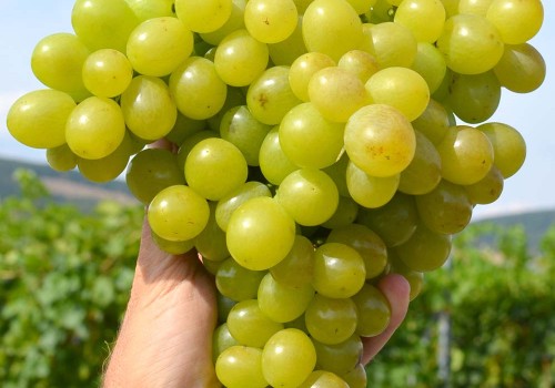 Z histórie šľachtenia rezistentného viniča-Vostorg