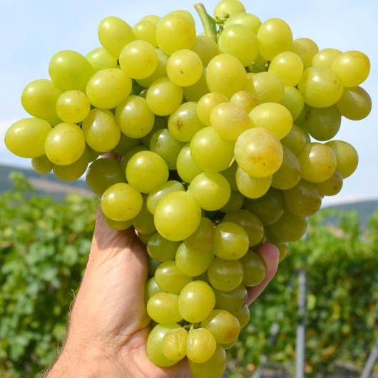 VOSTORG Table Grape Vine