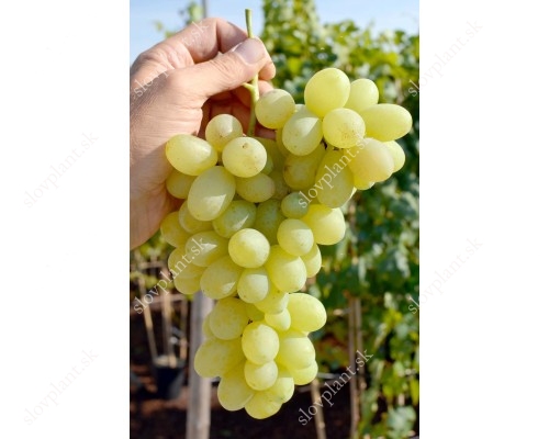VOSTORG SV container grown grape vine
