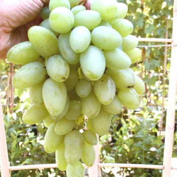 Zagrava rezistentný stolový vinič