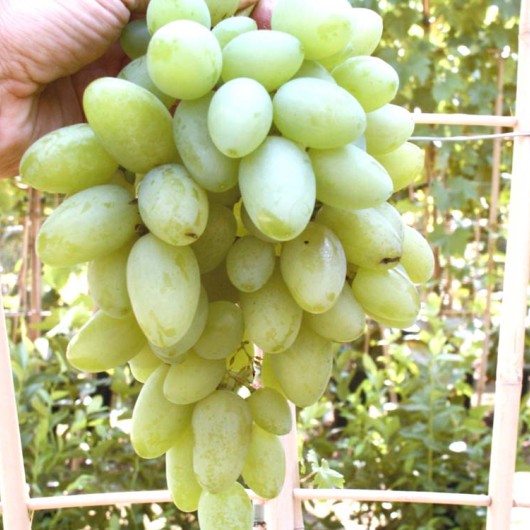 Zagrava rezistentný stolový vinič