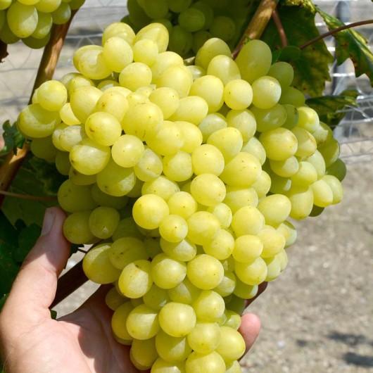 ZARNICA rezistentný stolový vinič