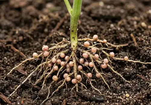 Weinberg mit dauerhaftem Begrünungsbewuchs und biologischer Stickstofffixierung