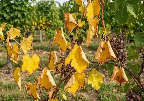 Zlaté žltnutie viniča - choroba ohrozujúca európske vinohrady
